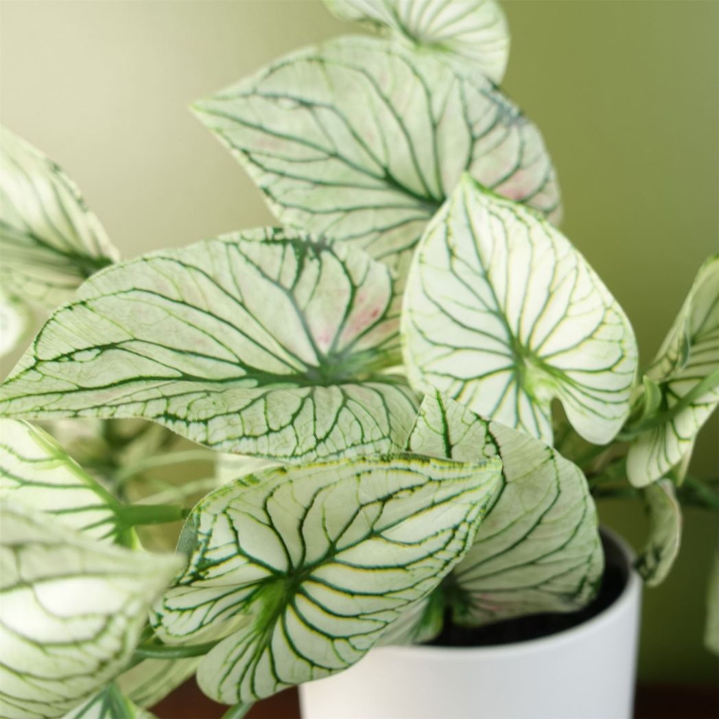 Leaf Artificial Trailing Variegated Alocasia Plant in White Decorative Pot, 30cm Tall, Realistic Faux Plant