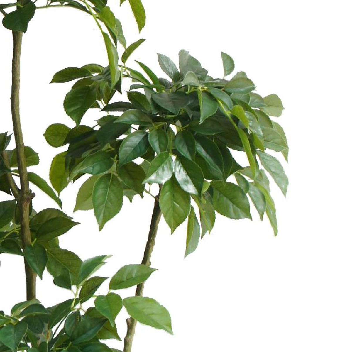 Leaf 150cm Artificial Radermachera China Doll Tree in Black Plastic Pot
