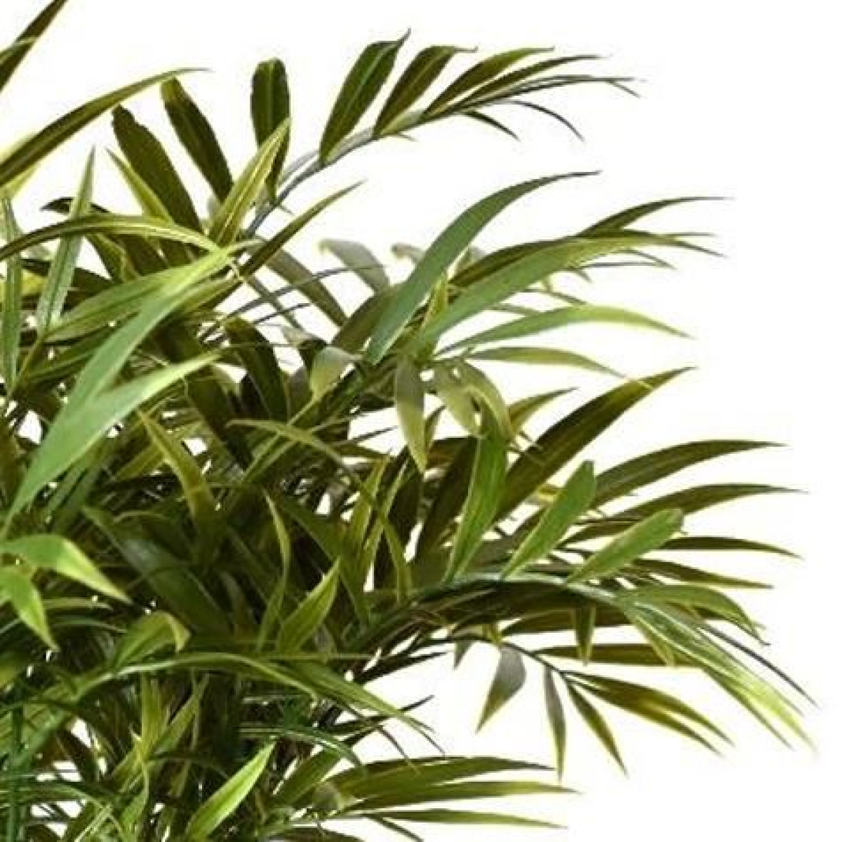 Leaf Pack of 6 40cm Fire Retardant Artificial Palm Stem, Bare Stem, No Pot