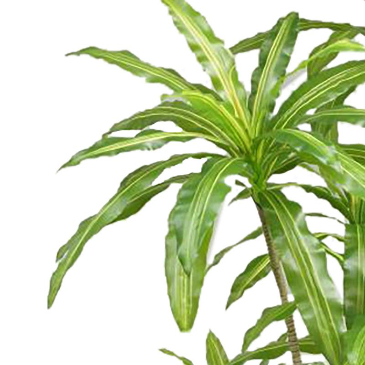 Leaf 180cm Artificial Dracaena Plant in Black Pot