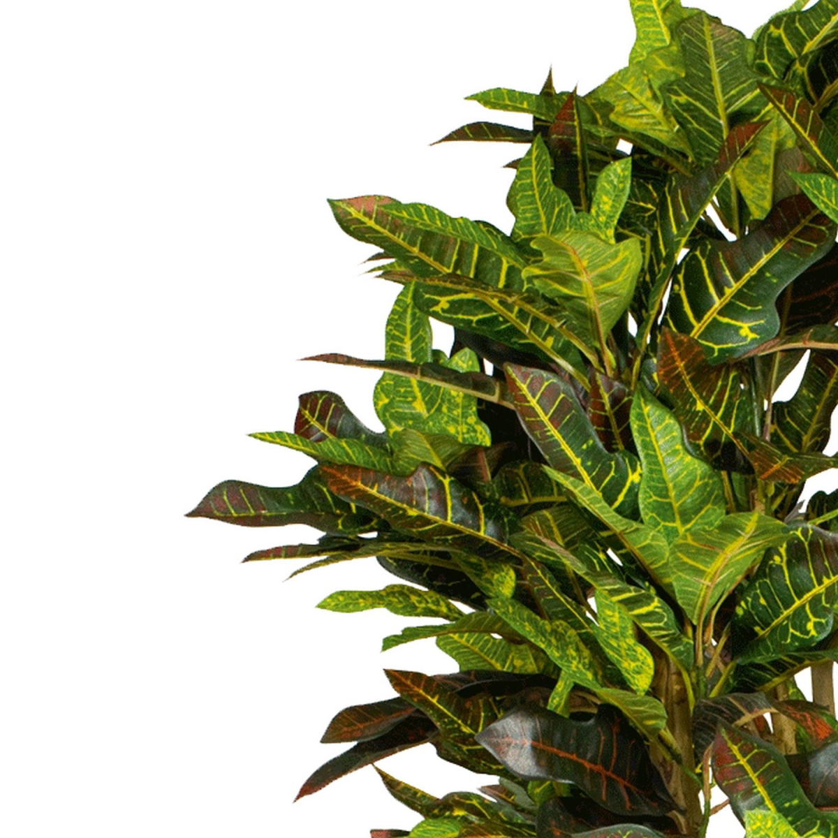 Leaf 150cm Artificial Croton Tree, Realistic Faux Tropical Plant in Black Plastic Pot