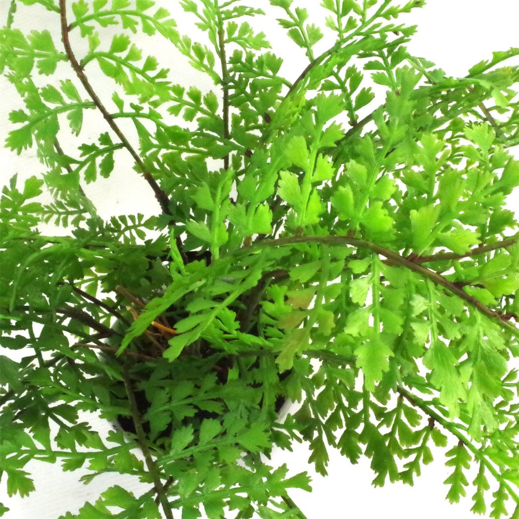 Leaf 30cm Artificial Potted Royal Fern Plant