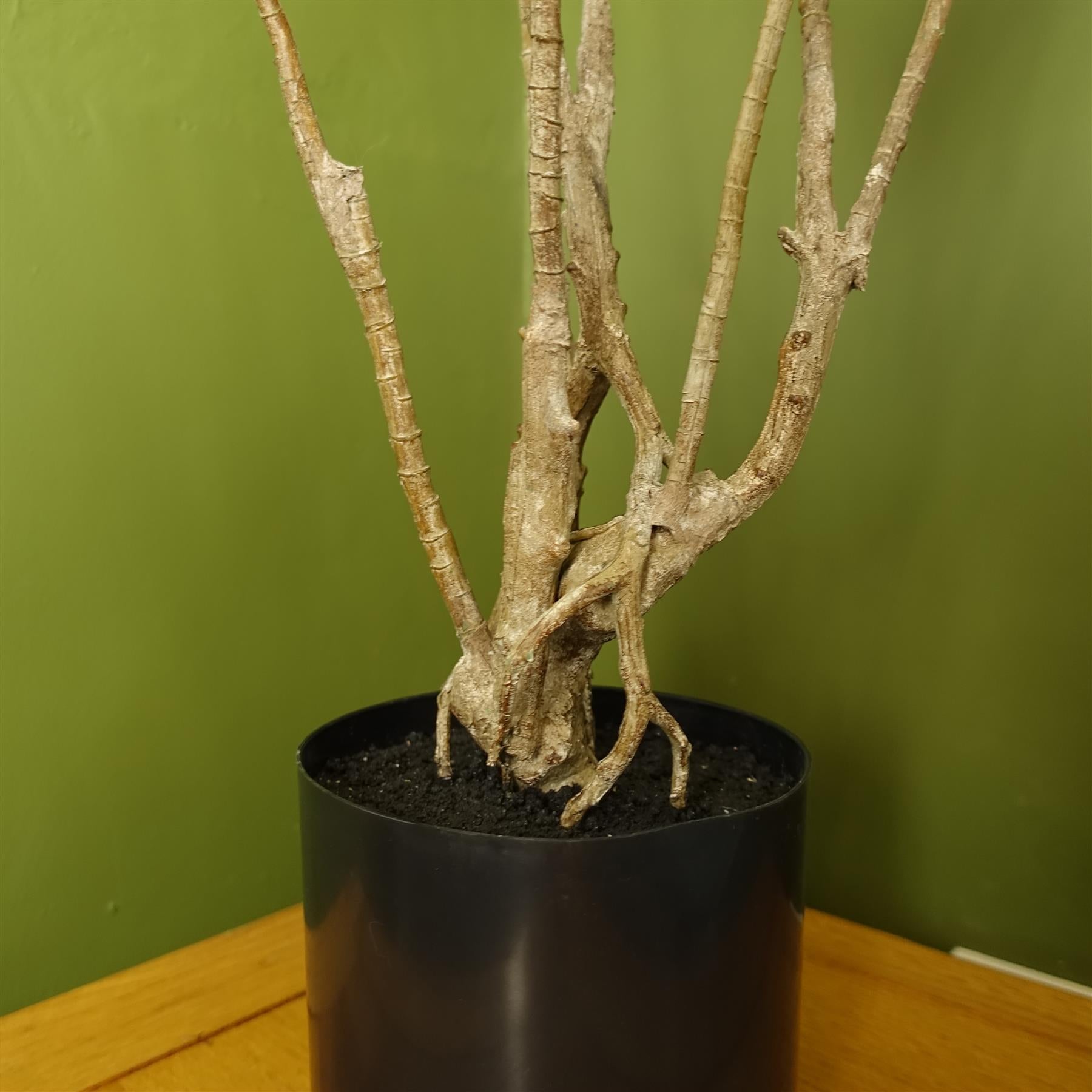 Leaf 125cm Artificial Dracaena Dragon Plant Tree, Natural Look, Potted