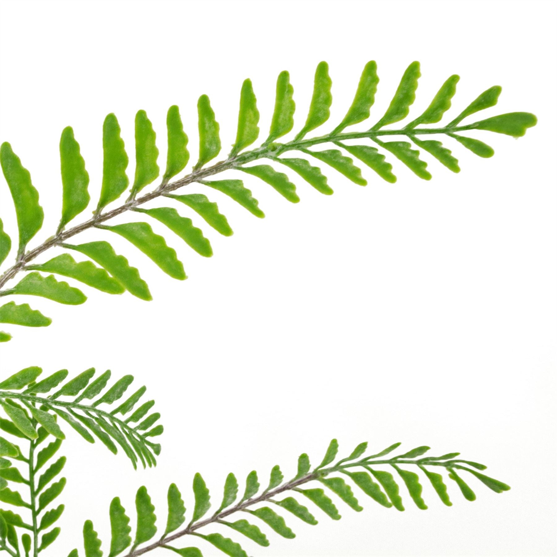 Leaf 55cm Himilayan Maidenhair Fern Bush Light Green Artificial Plant