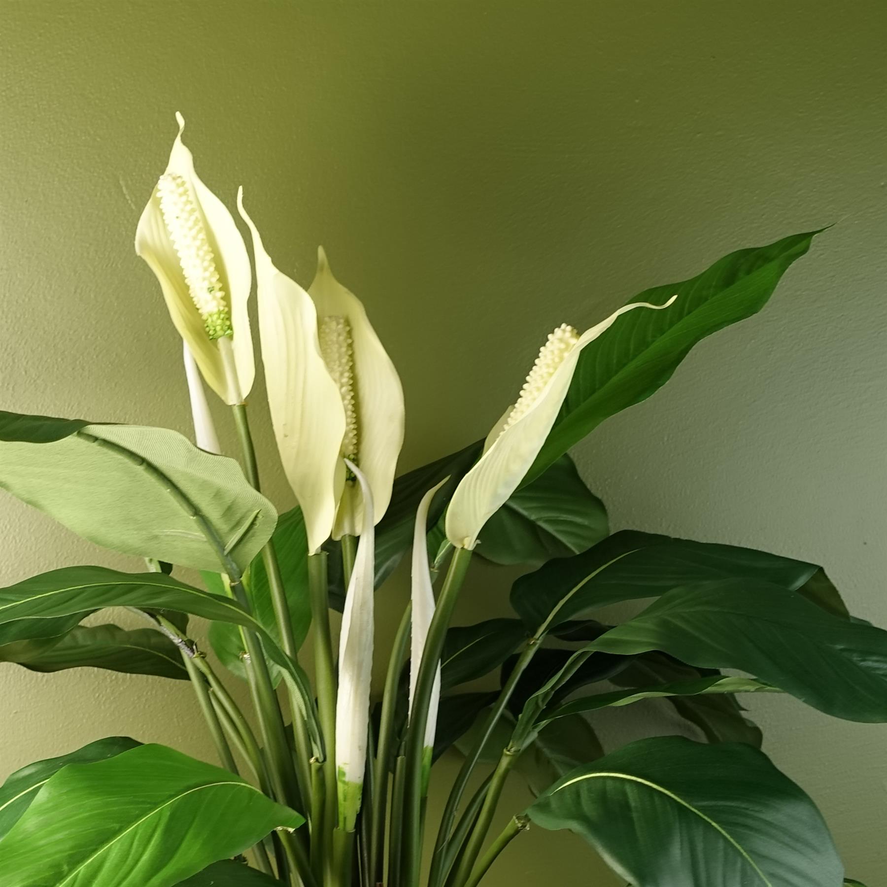 Leaf Artificial White Peace Lily Spathiphyllum in Weighted Pot, 60cm Tall