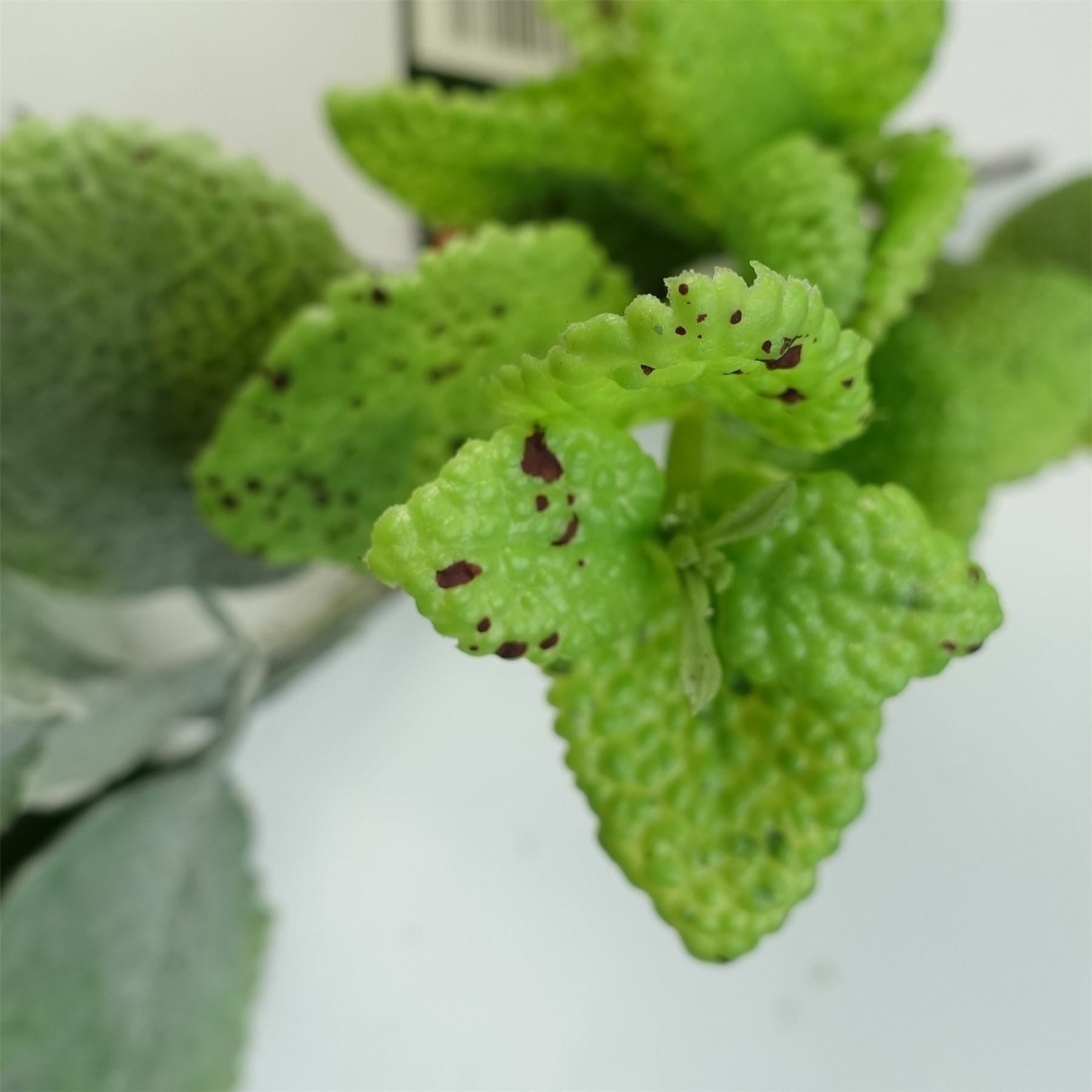Leaf Artificial Hanging Mint Leaf Garland Plant, 125cm Realistic