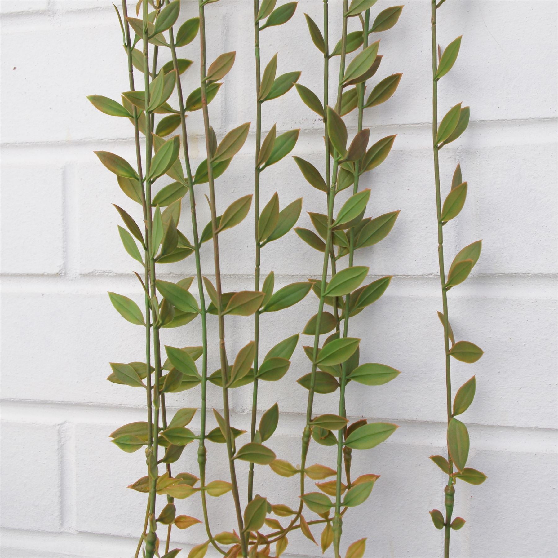 Leaf Pack of 12 Artificial Hanging String of Pearls Plants, 120cm