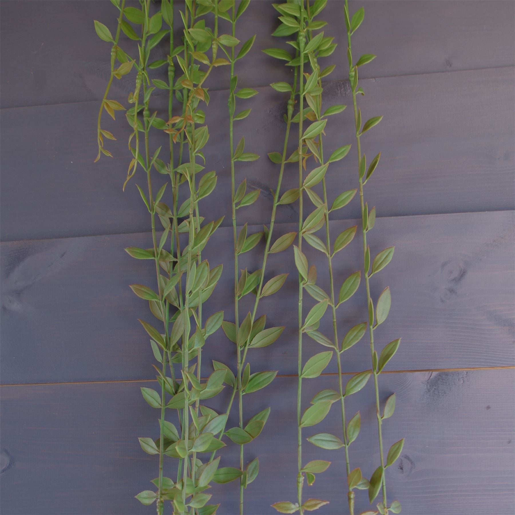 Leaf Pack of 12 Artificial Hanging String of Pearls Plants, 120cm