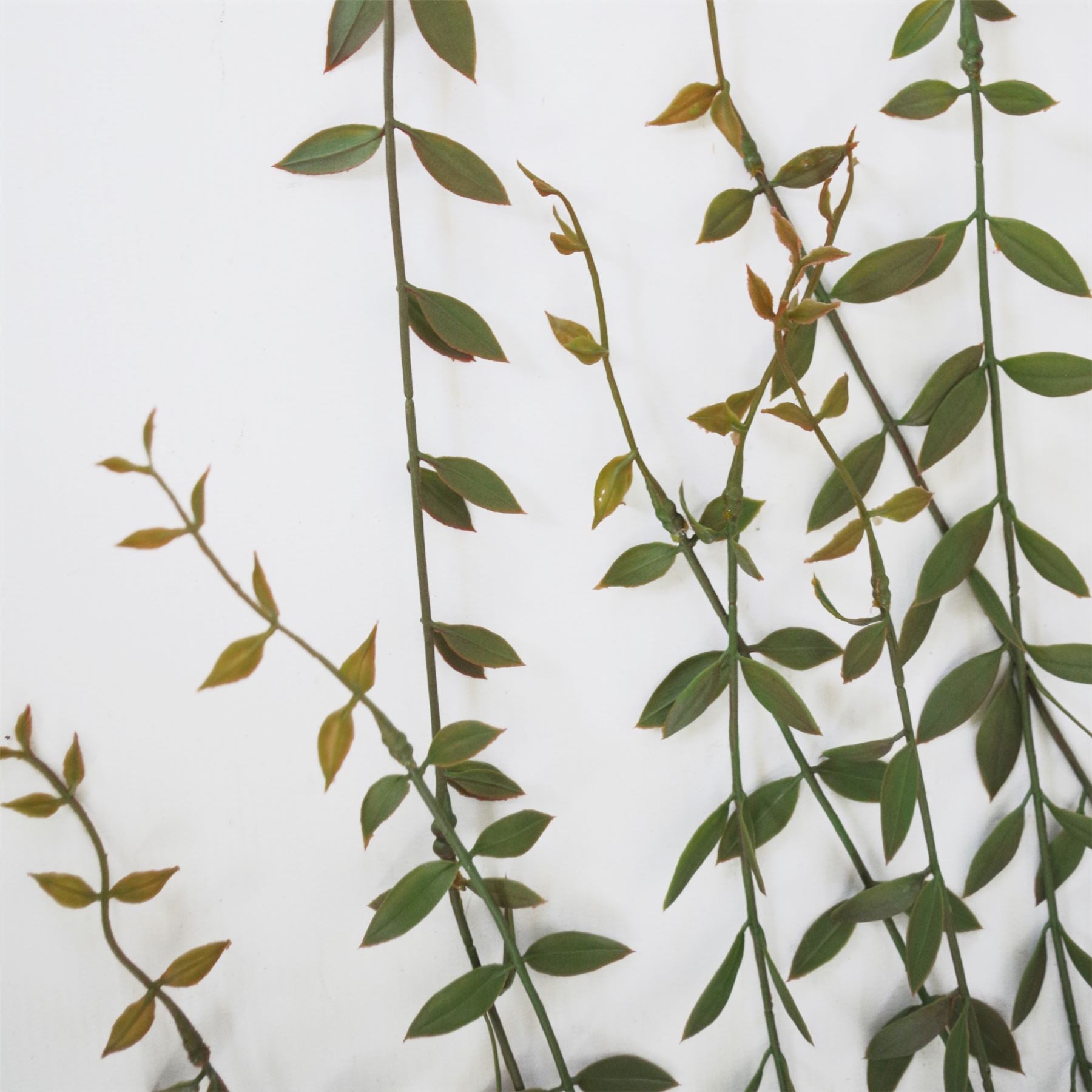 Leaf Pack of 12 Artificial Hanging String of Pearls Plants, 120cm