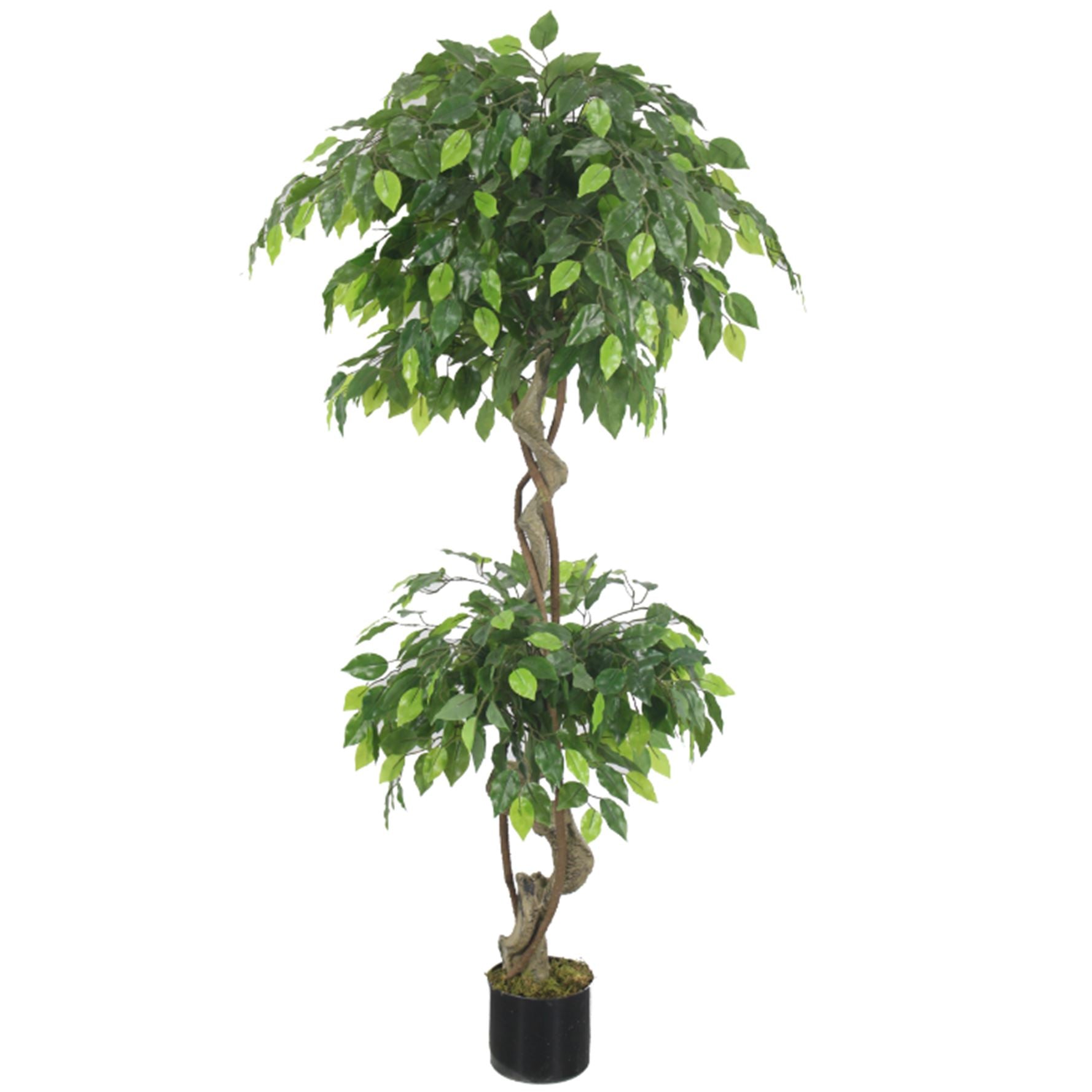 Leaf 150cm Artificial Twisted Ficus Tree in Plain Plastic Pot, Fully Assembled