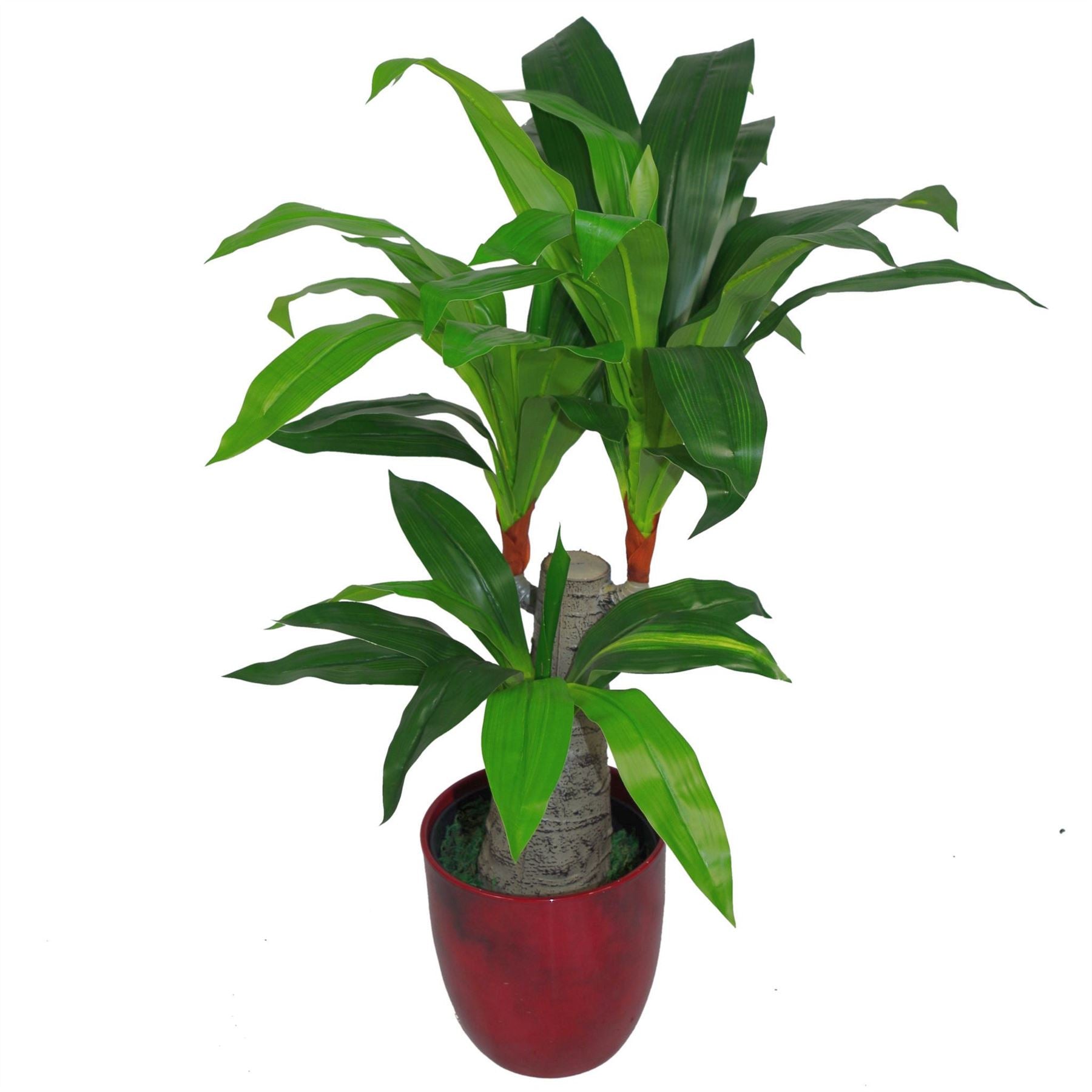 Leaf Design UK 75cm Artificial Dracaena Plant in Weighted Pot