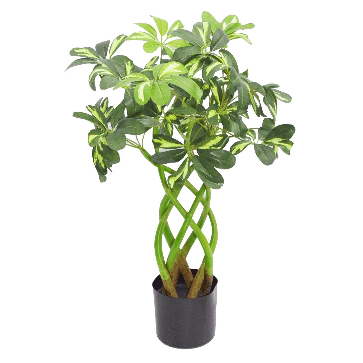 Leaf 70cm Artificial Arboricola Evergreen Plant Golden Capella in Weighted Pot