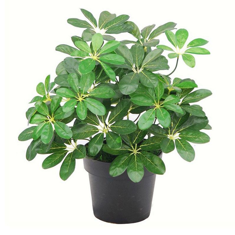 Leaf 55cm Artificial Schefflera Arboricola Evergreen Plant in Weighted Pot