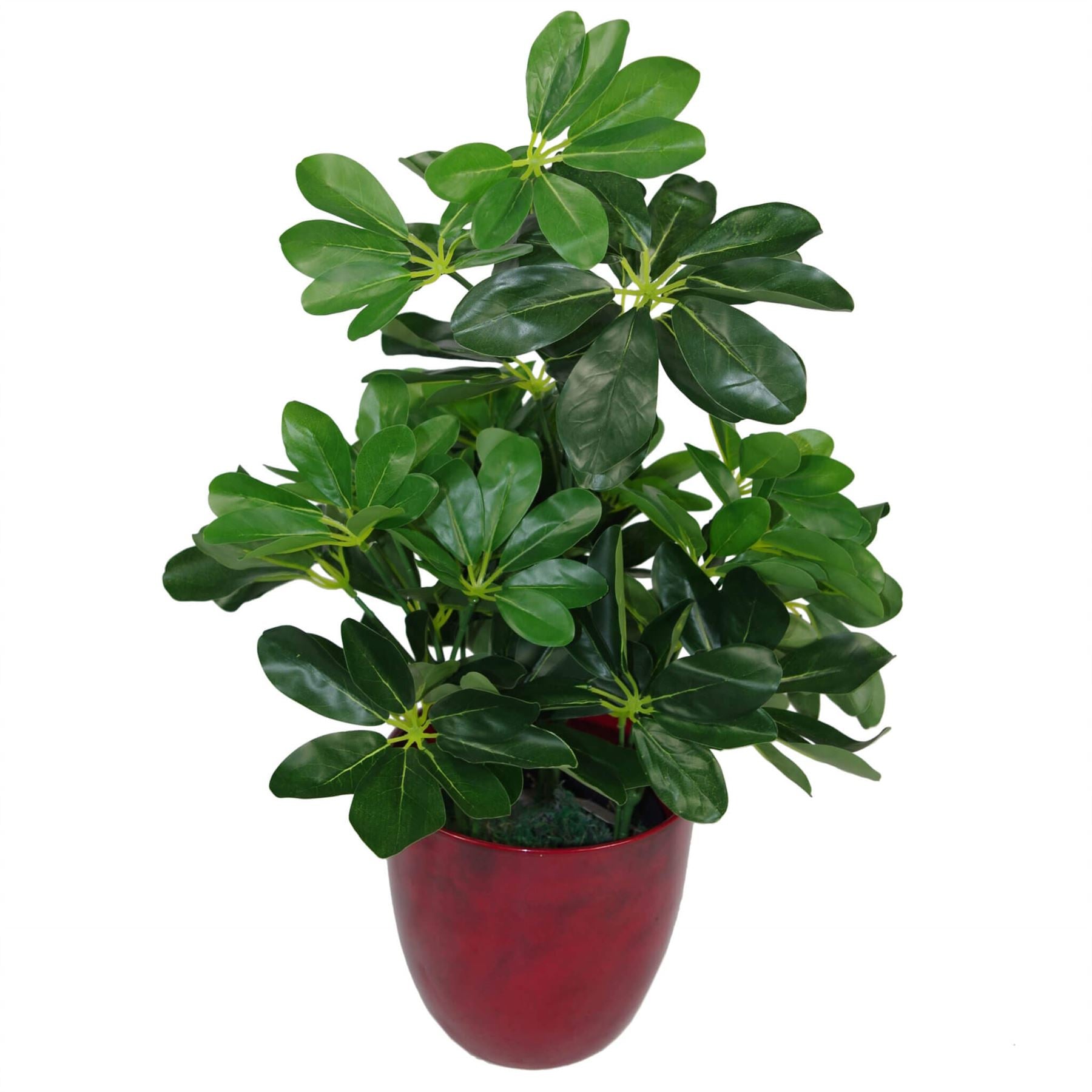 Leaf 55cm Artificial Schefflera Arboricola Evergreen Plant in Weighted Pot