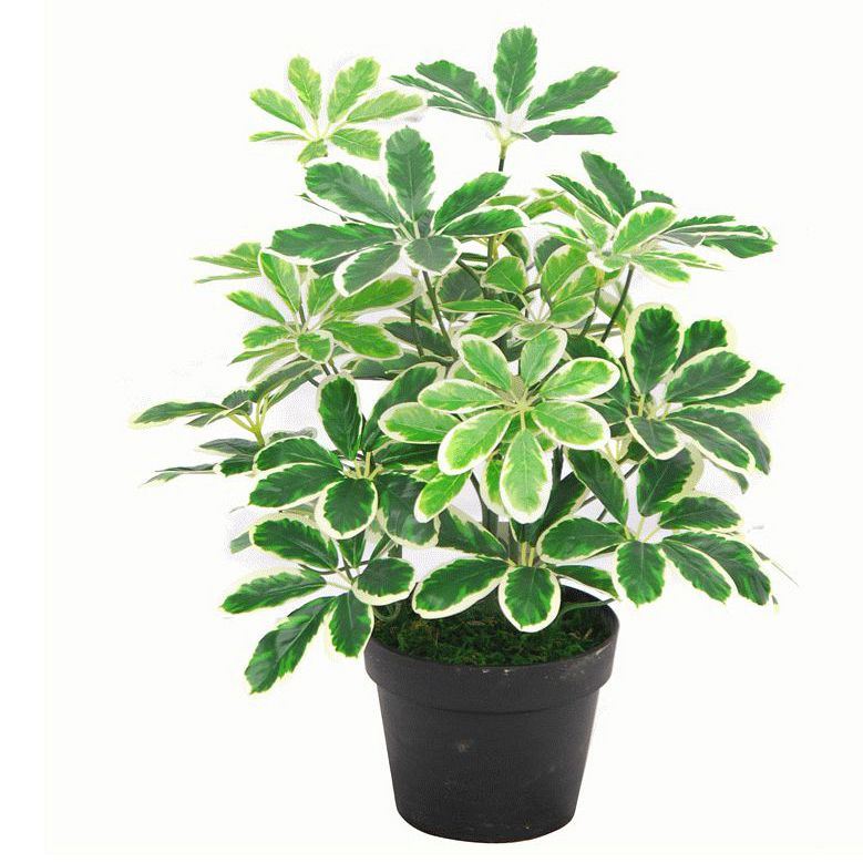 Leaf 55cm Variegated Artificial Schefflera Arboricola Evergreen Small Bush in Weighted Pot