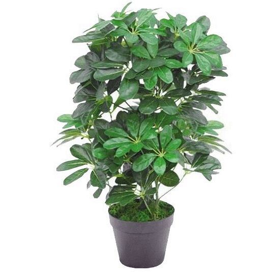 Leaf 55cm Dark Green Artificial Schefflera Arboricola Evergreen Plant in Weighted Pot