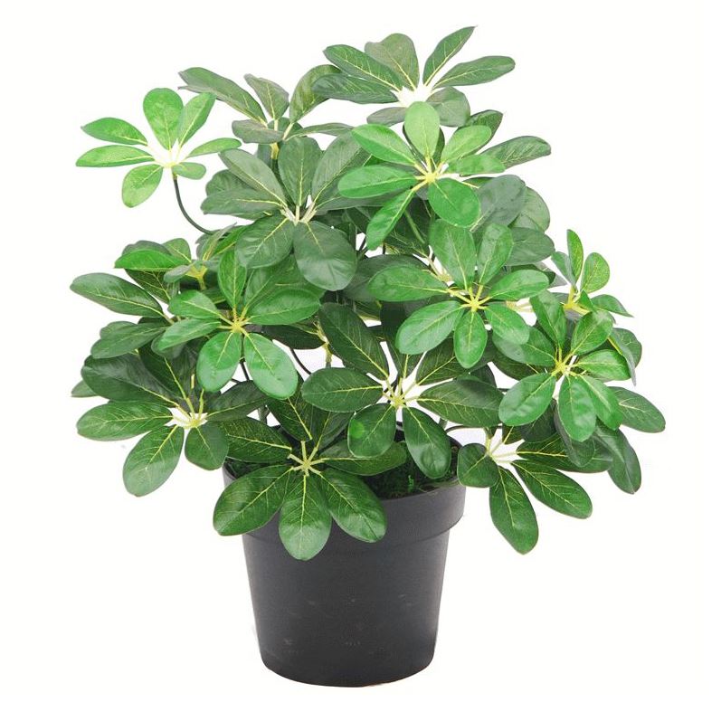 55cm Artificial Schefflera Arboricola Dwarf Umbrella Tree Plant, 450 Leaves, Potted