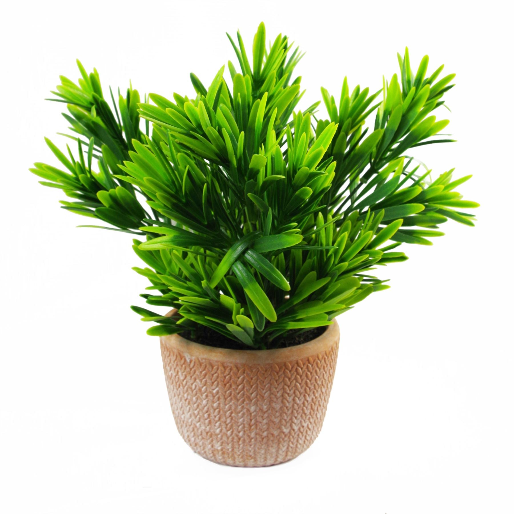Leaf 22cm Dark Green Honey Plant in Terracotta Pot