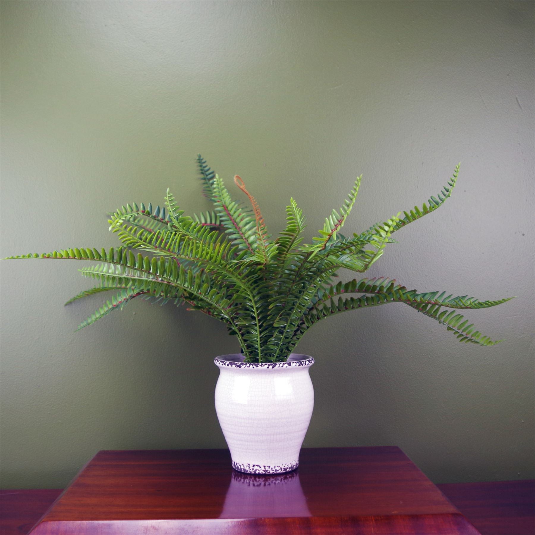 Leaf 40cm Artificial Bushy Fern Potted in Decorative Ceramic Planter