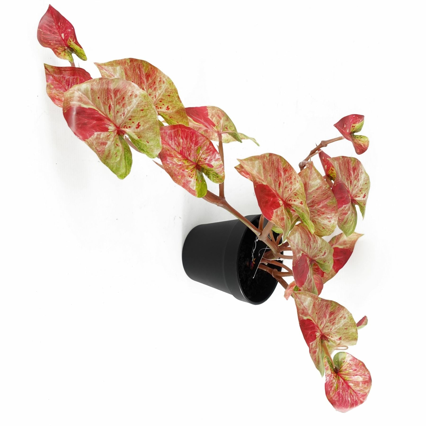 Leaf Artificial Trailing Hanging Alocasia Plant in Black Pot 35cm