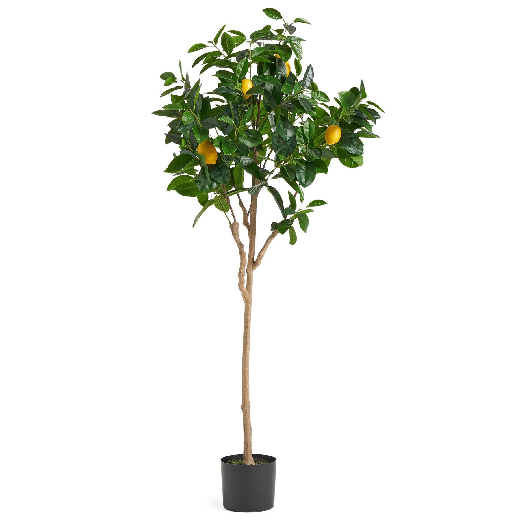 Leaf 150cm Premium Artificial Lemon Tree in Weighted Plastic Pot