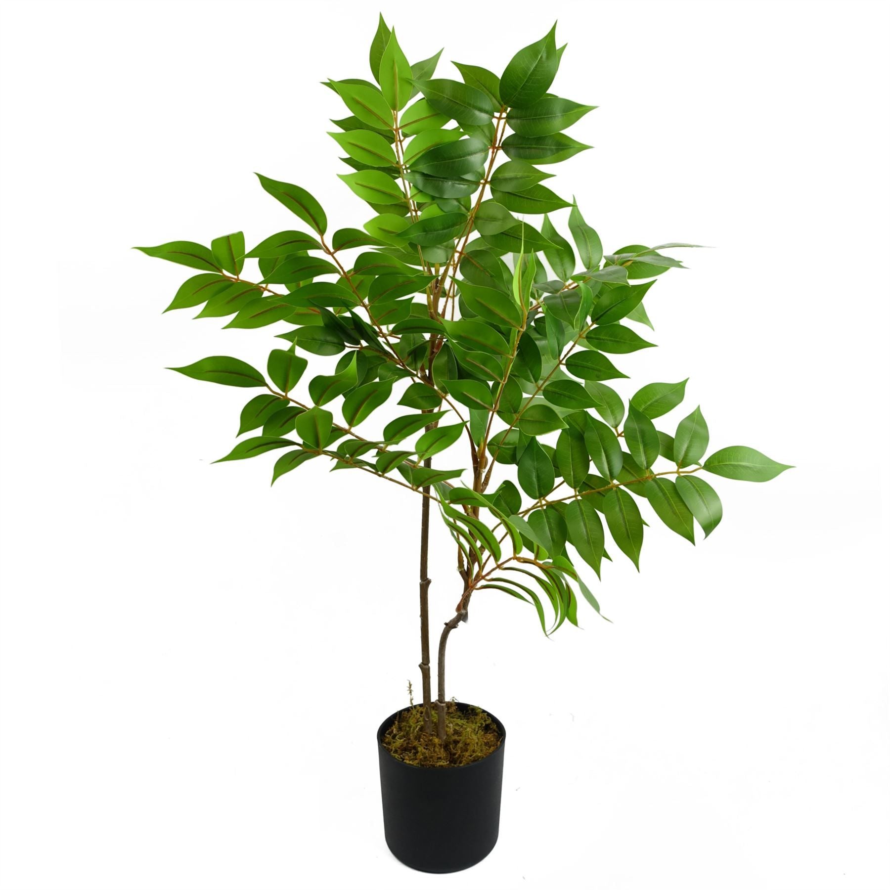 65cm Artificial Toona Sinensis Evergreen Plant, Fully Potted in Weighted Pot