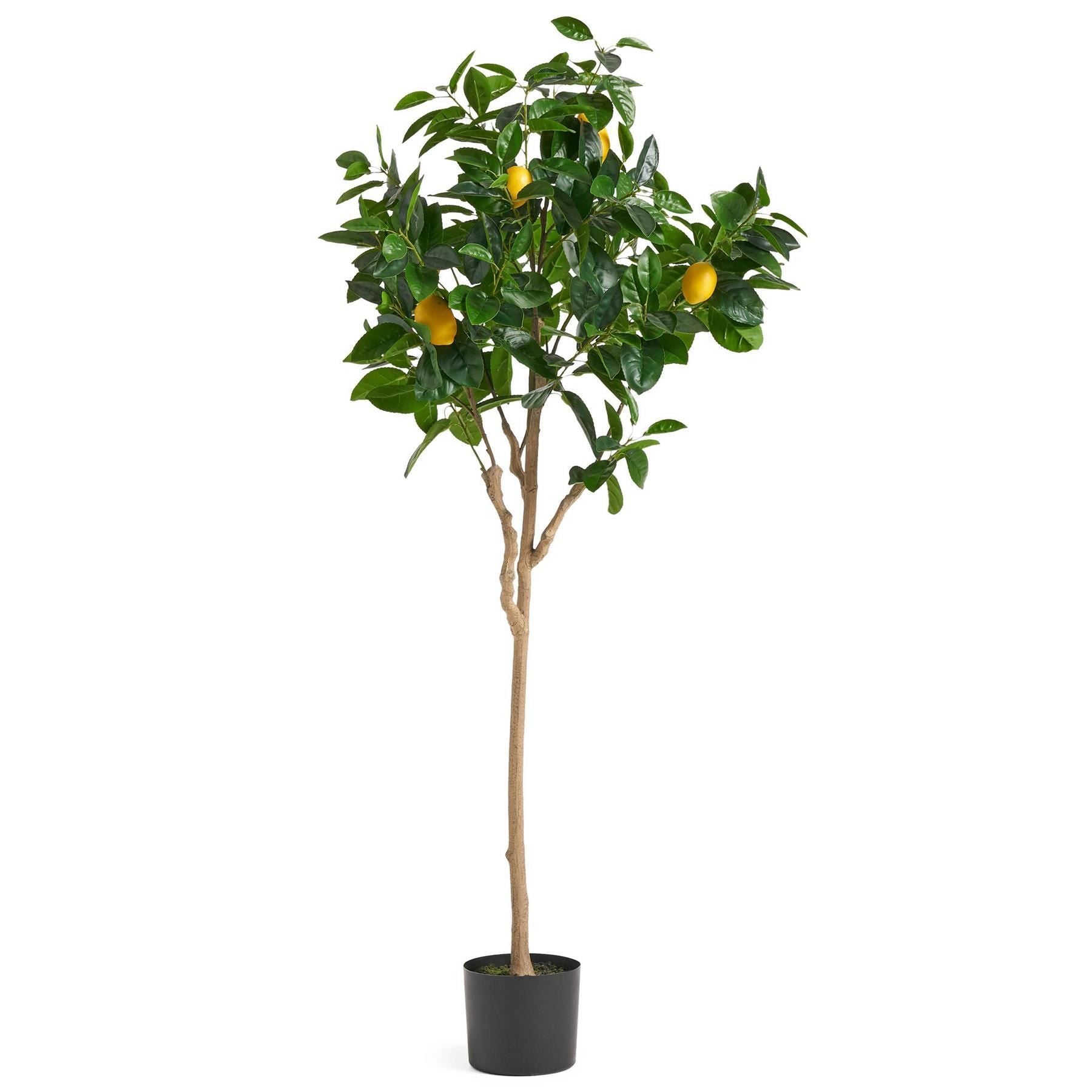 Leaf 150cm Artificial Lemon Tree in Pot