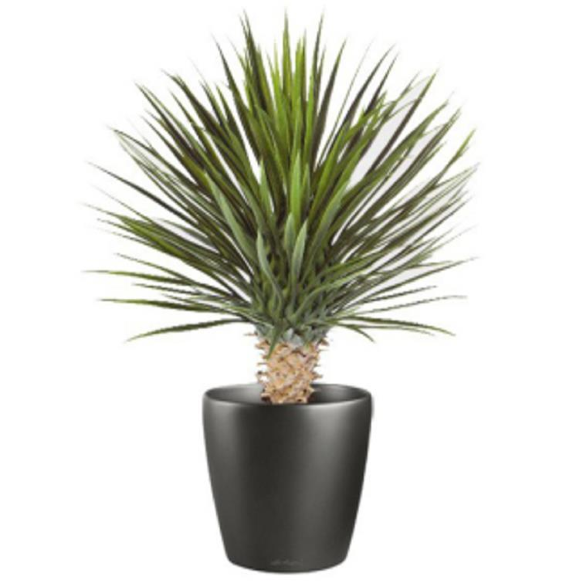Leaf 75cm Artificial Dracaena Plant in Black Plastic Pot