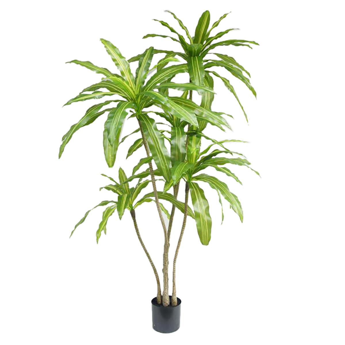 Leaf 180cm Artificial Dracaena Plant in Black Pot