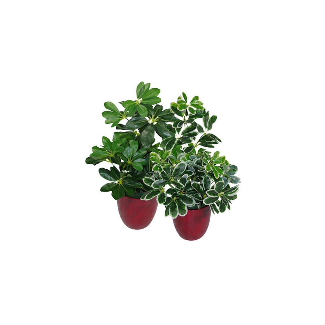 55cm Variegated Artificial Umbrella Plant with 450 Leaves in Black Plastic Pot
