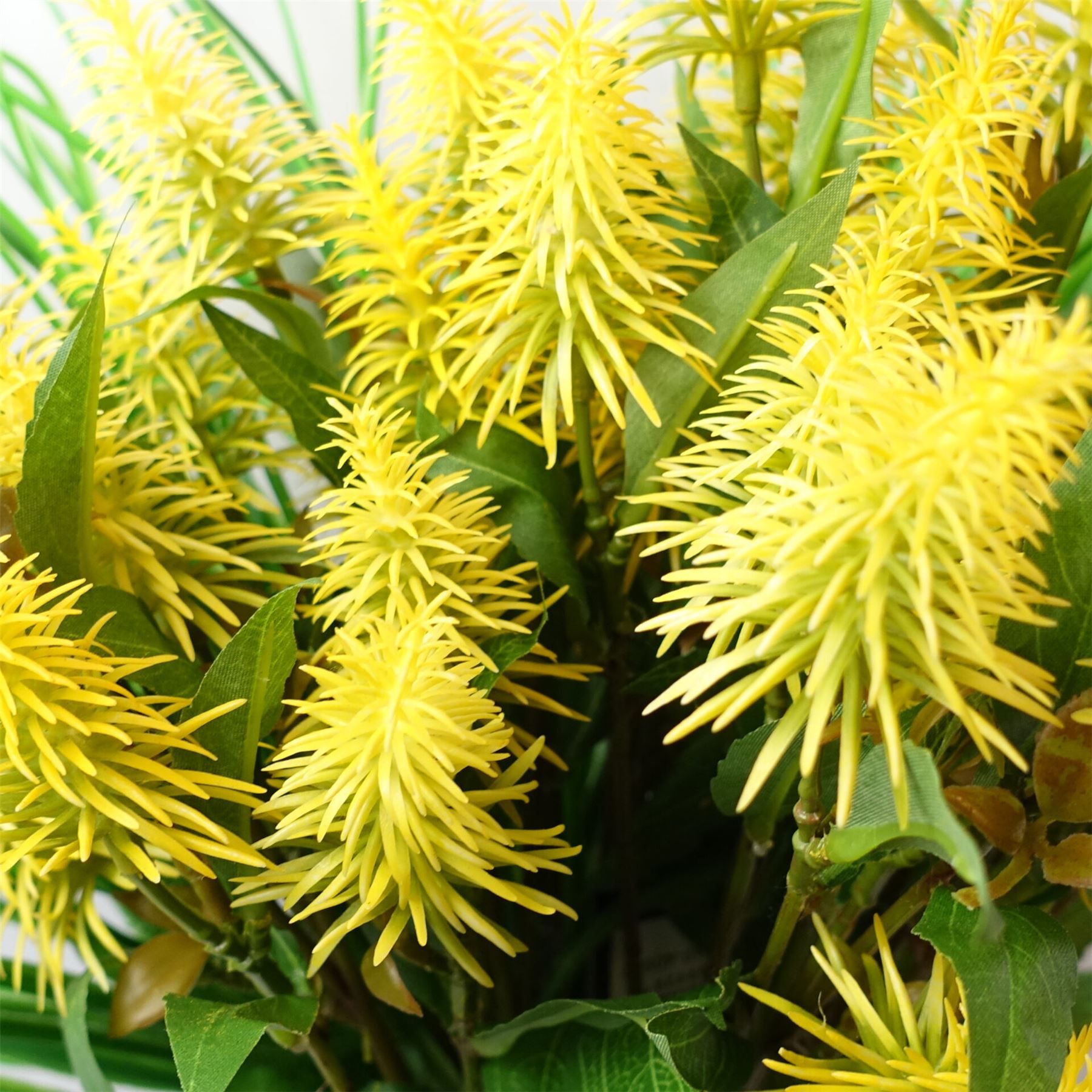 Leaf Pack of 6 x 55cm Callistemon Pallidus Yellow Bottle Brush Stems