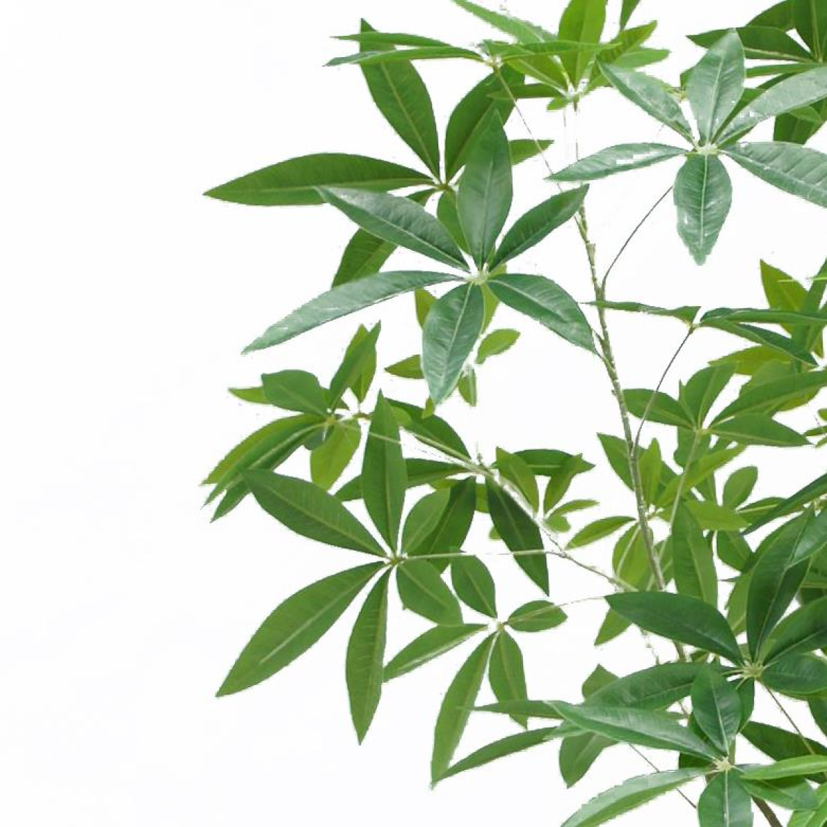 Leaf 180cm Artificial Money Tree Pachira Realistic Faux Tree in Black Plastic Pot