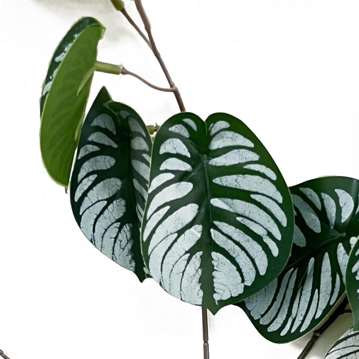 Leaf 70cm Artificial Zebra Foliage Wired Stem