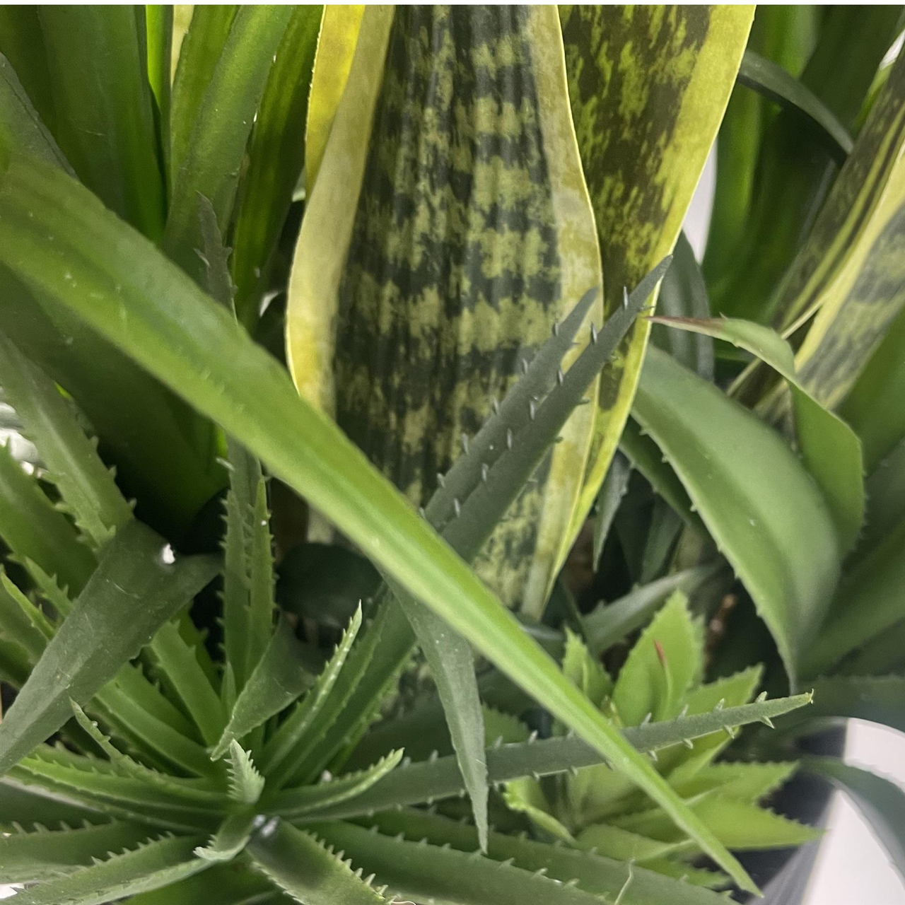 107cm Artificial Yucca Display in Decorative Pot