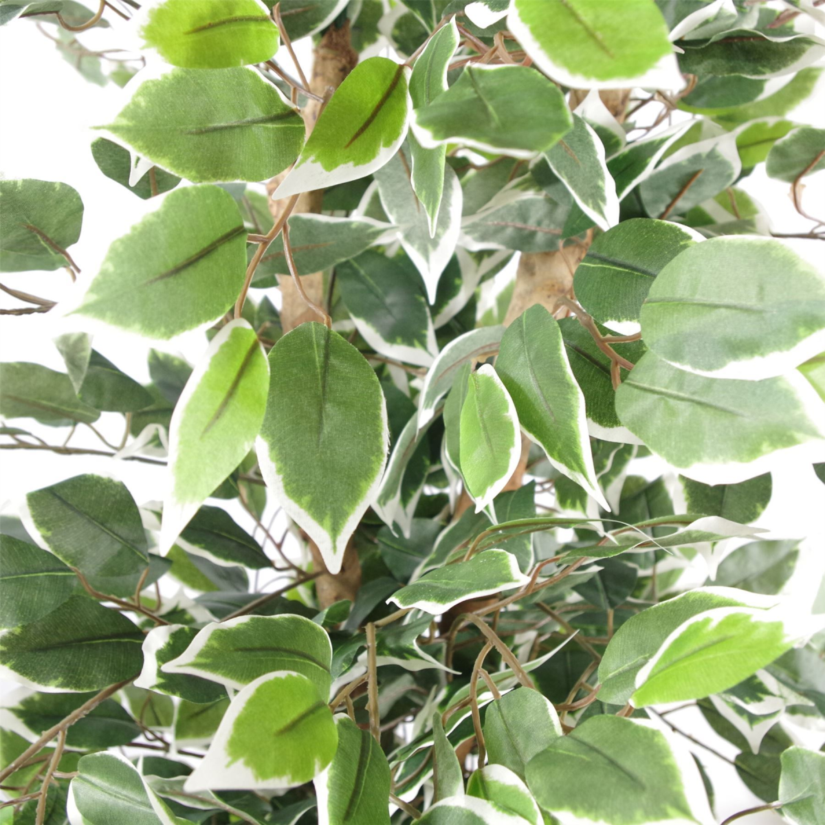 130cm Variegated White and Green Artificial Ficus Tree with Silver Metal Planter