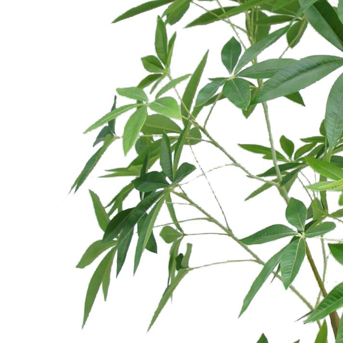 Leaf 210cm Artificial Money Tree Pachira Realistic Faux Tree