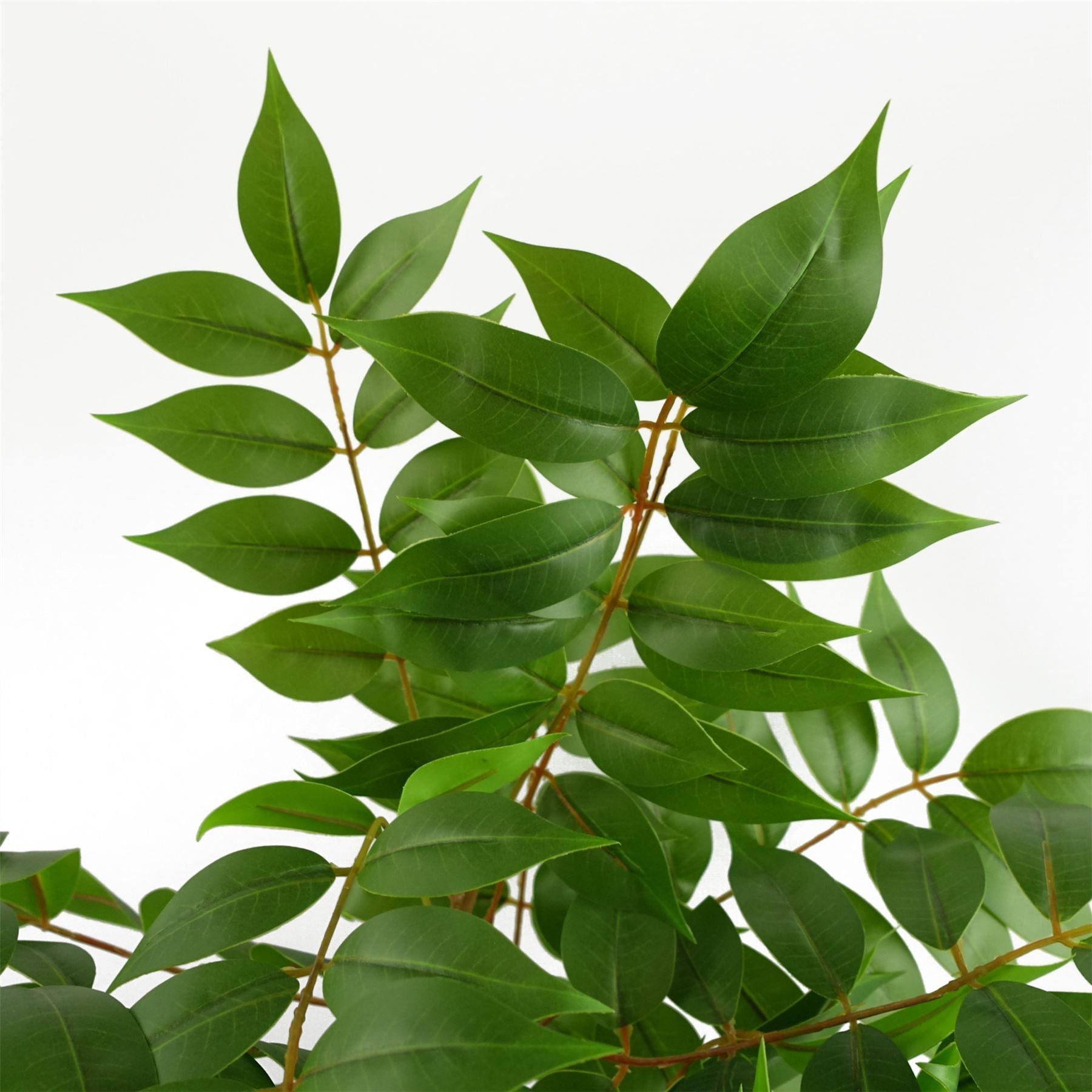 65cm Artificial Toona Sinensis Evergreen Plant, Fully Potted in Weighted Pot