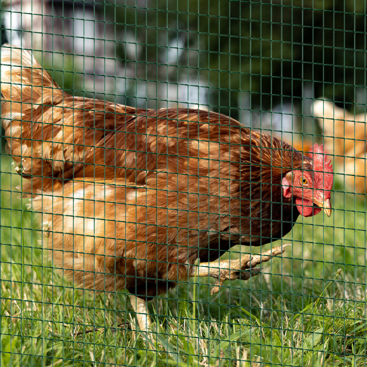 PVC Coated Galvanised Welded Wire Mesh Fence for Chicken Poultry Aviary Run Hutch Garden Bird Proofing