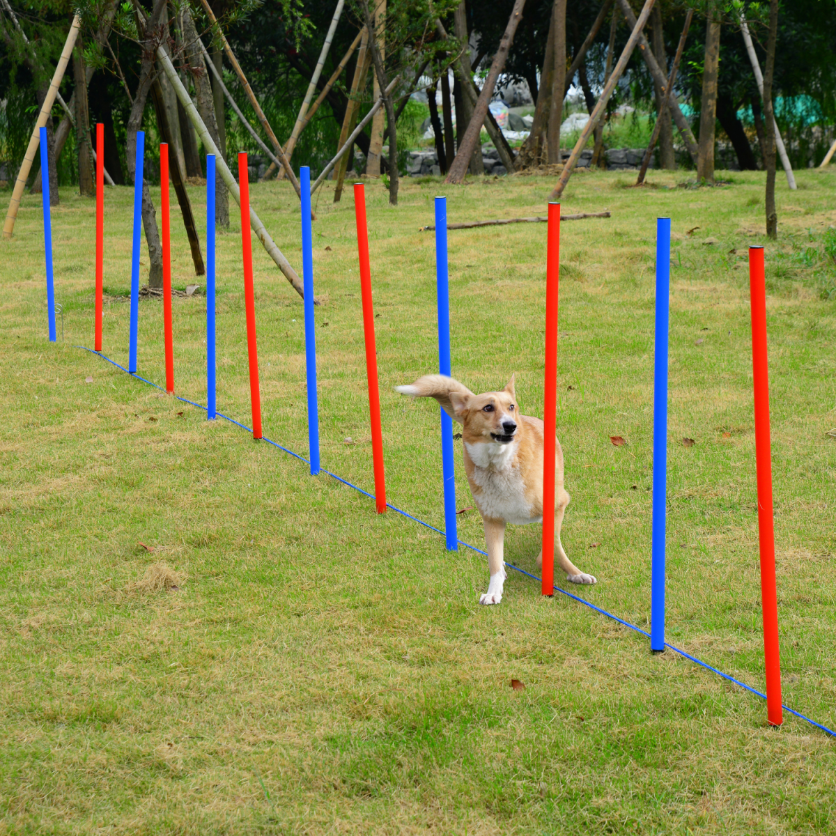 Pet Agility Training Set with Hoop Poles, Tunnel, Ground Stakes, Rope and Carrying Bag