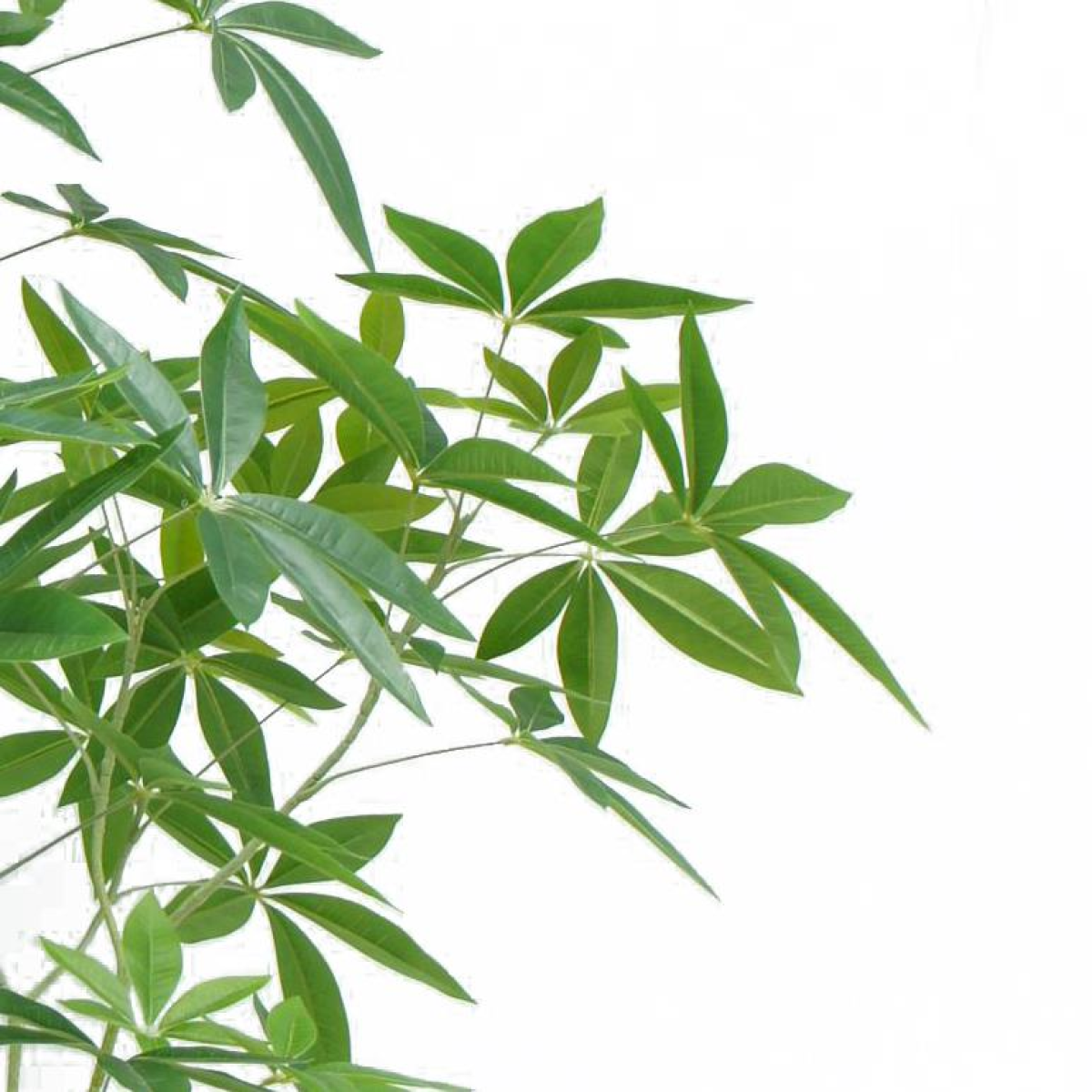 150cm Artificial Pachira Money Tree Realistic Faux Tree in Black Plastic Pot