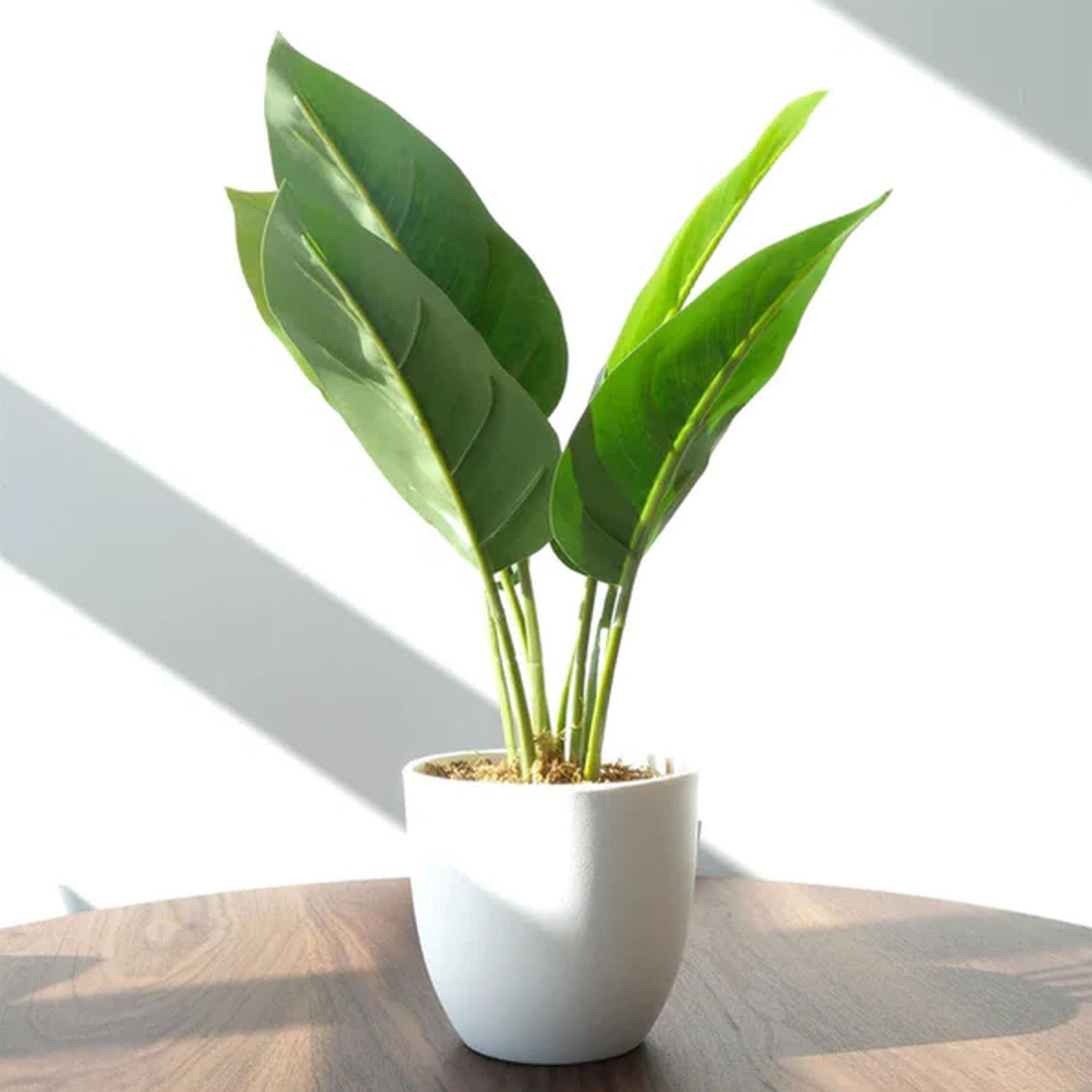 Leaf 45cm Artificial Aureum Plant in Pot