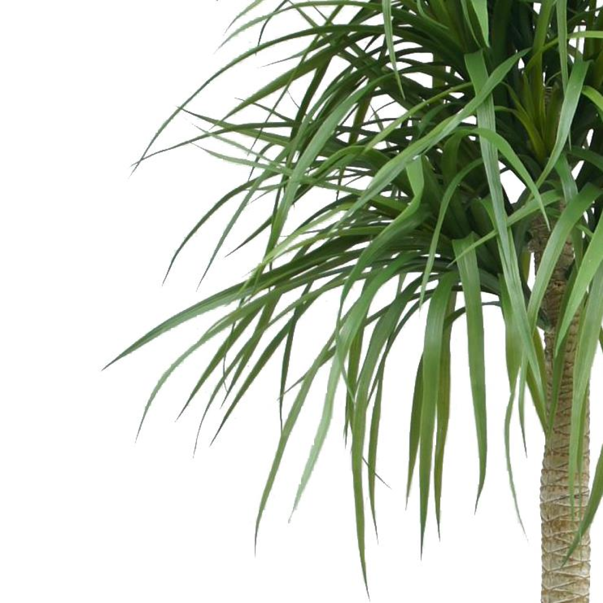 Leaf 180cm Realistic Artificial Dracaena Plant in Black Pot