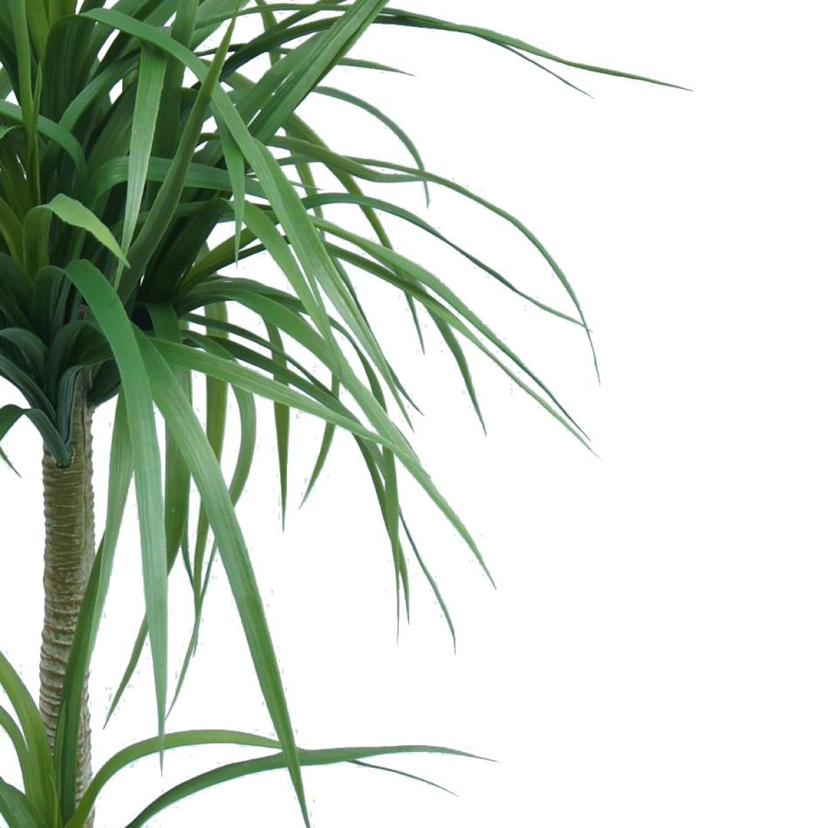Leaf 90cm Artificial Dracaena Plant in Black Plastic Pot
