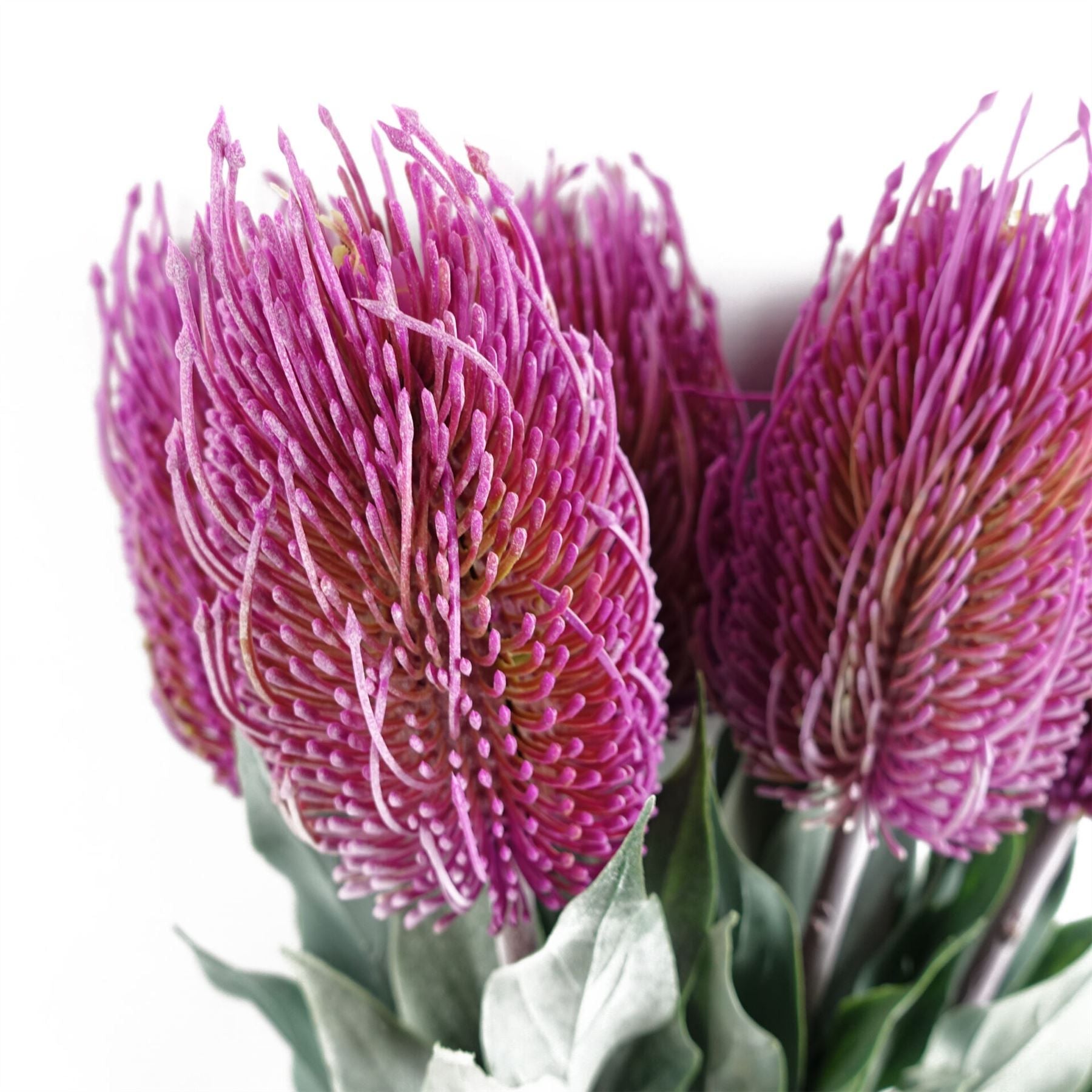 75cm Artificial Banksia Menziesii Pink Single Stem with Plastic Leaves