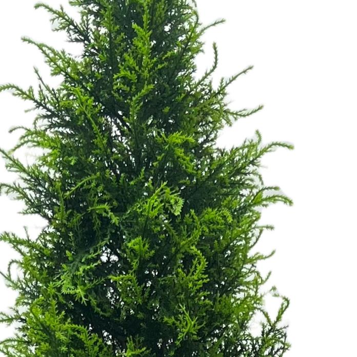 Leaf 150cm UV Resistant Outdoor Cypress Topiary Tree