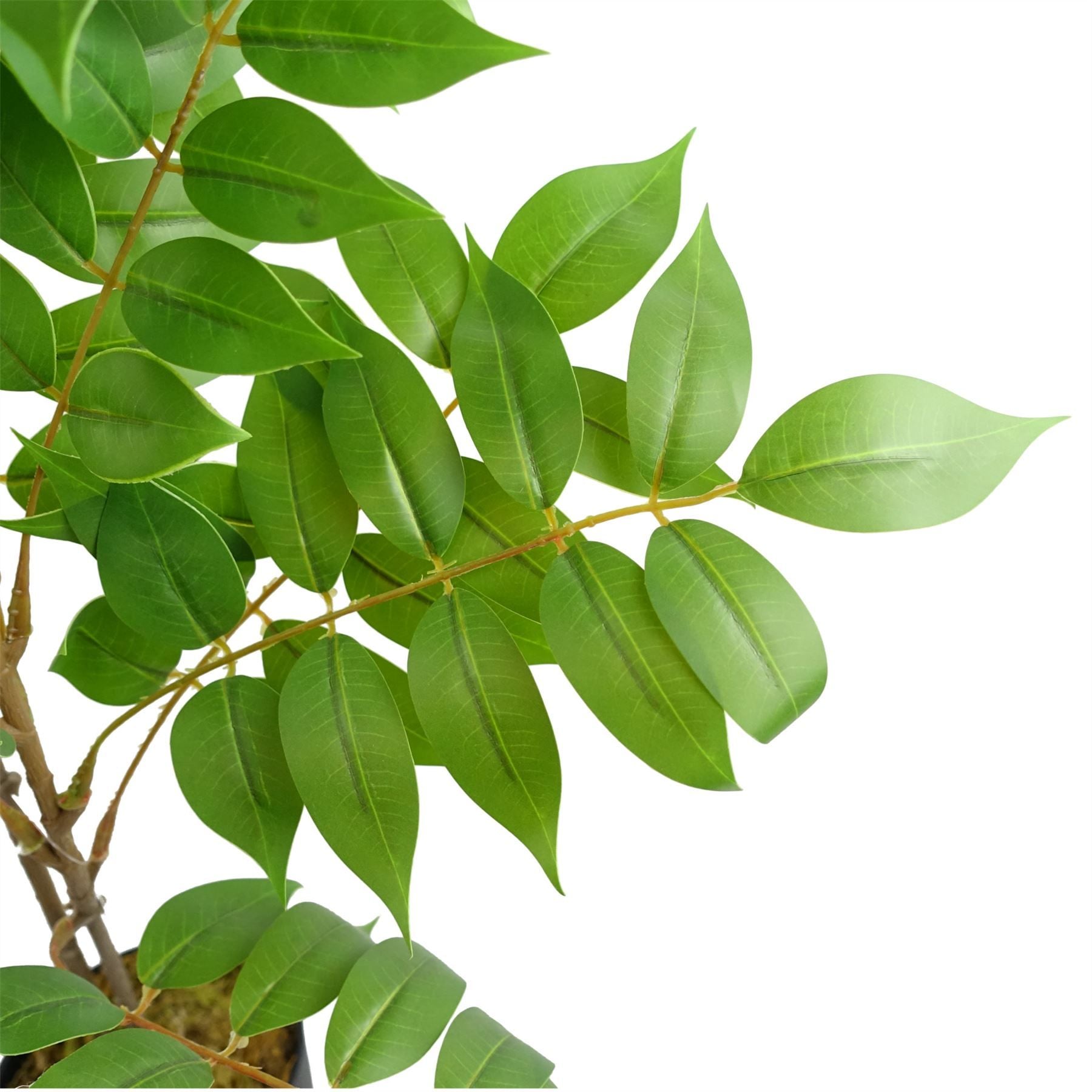 65cm Artificial Toona Sinensis Evergreen Plant, Fully Potted in Weighted Pot