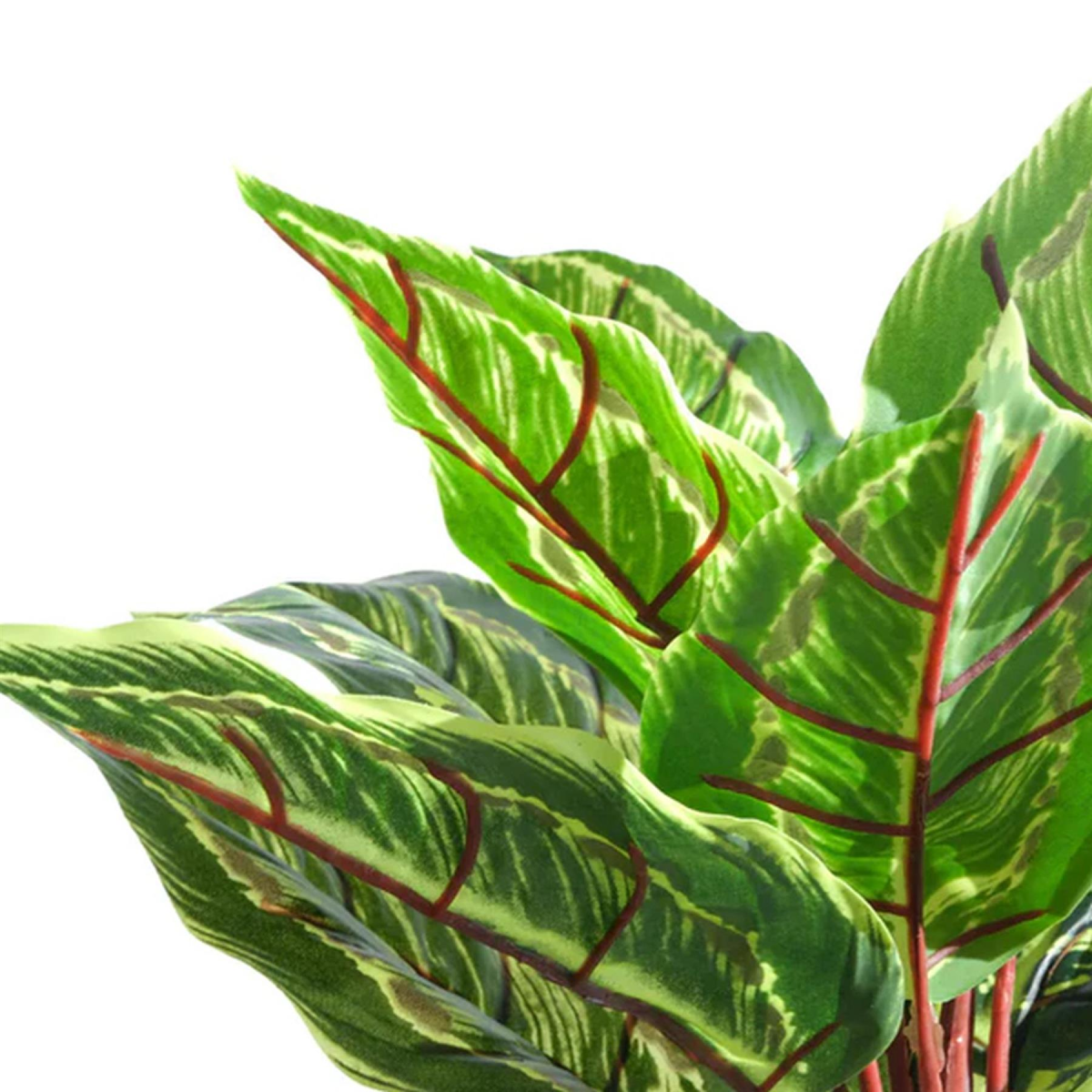 Leaf 38cm Potted Artificial Calathea Veitchiane Plant