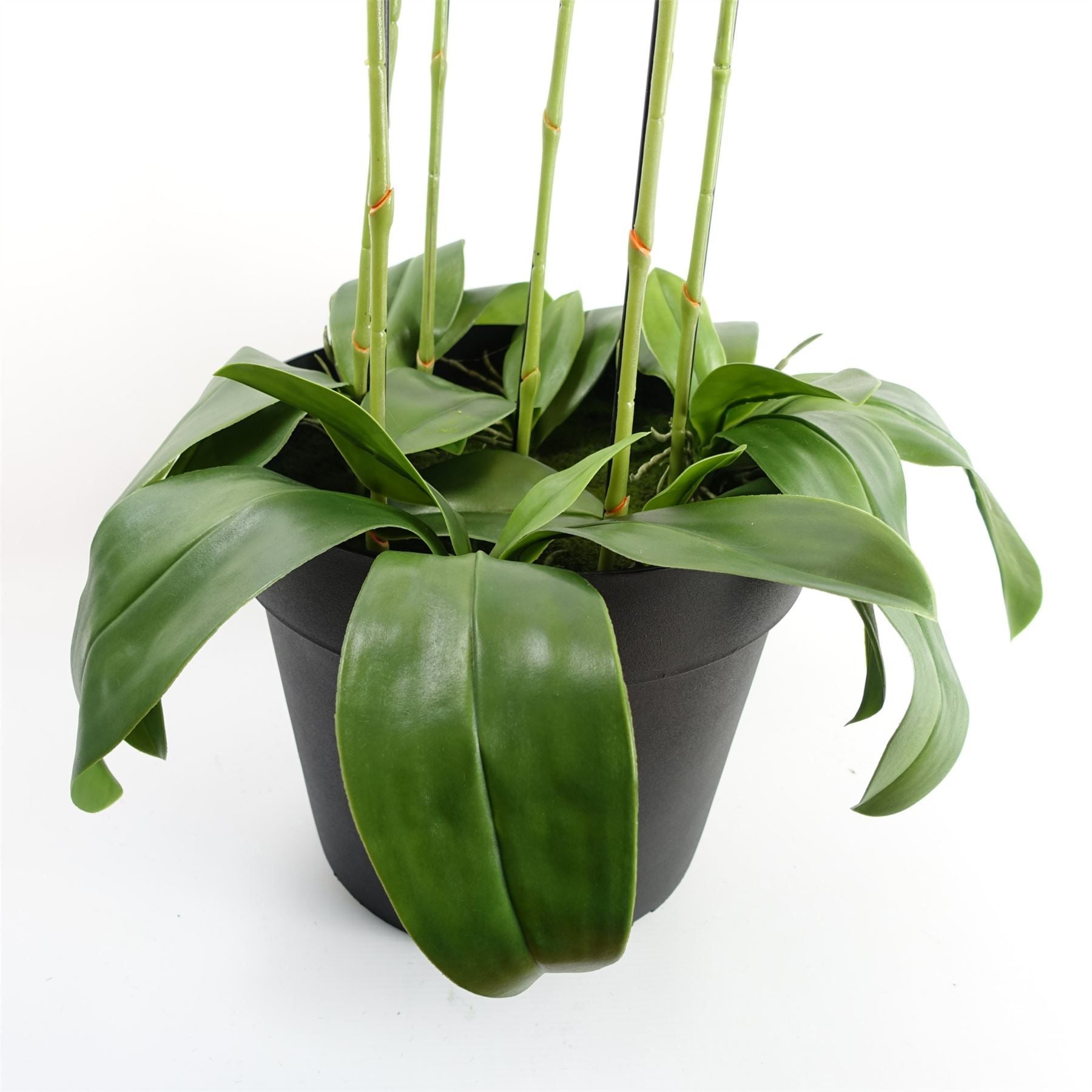 Leaf 110cm Large Yellow Peach Artificial Orchid Plant with 41 Real Touch Flowers
