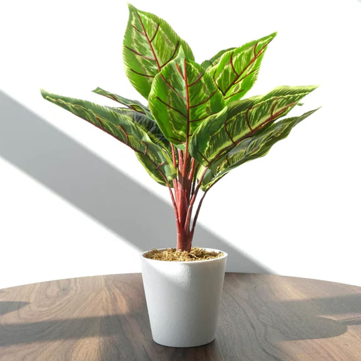 Leaf 38cm Artificial Potted Calathea Veitchiane Plant