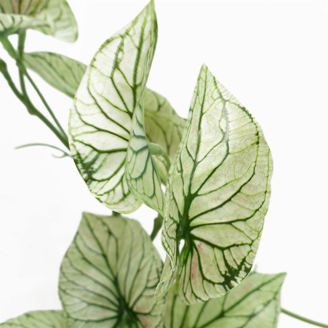 Leaf 30cm Artificial Variegated Trailing Alocasia in White Decorative Pot